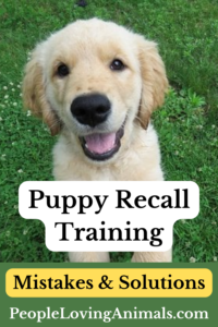 Puppy Recall Training