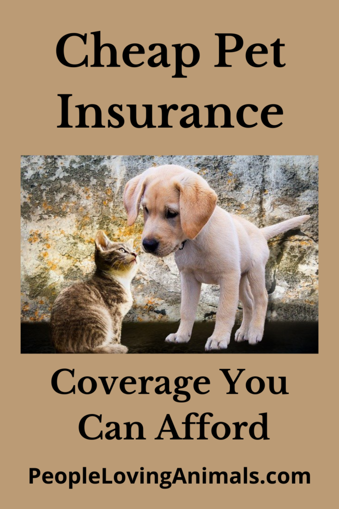 Inexpensive Dog Insurance