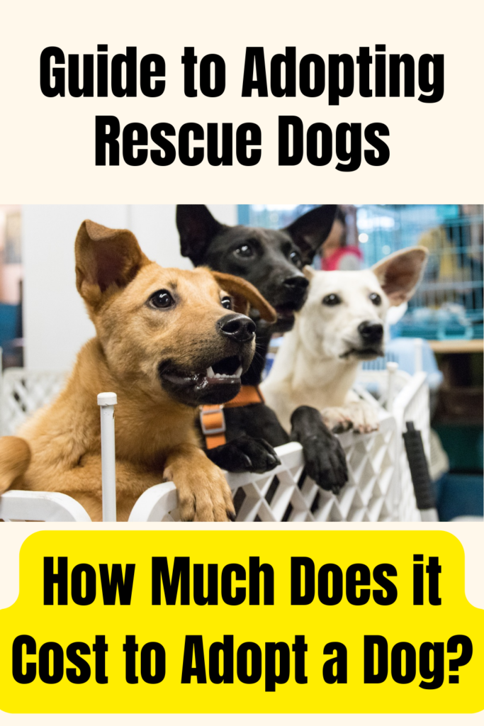 Adopting Rescue Dogs - How to Choose and Prepare