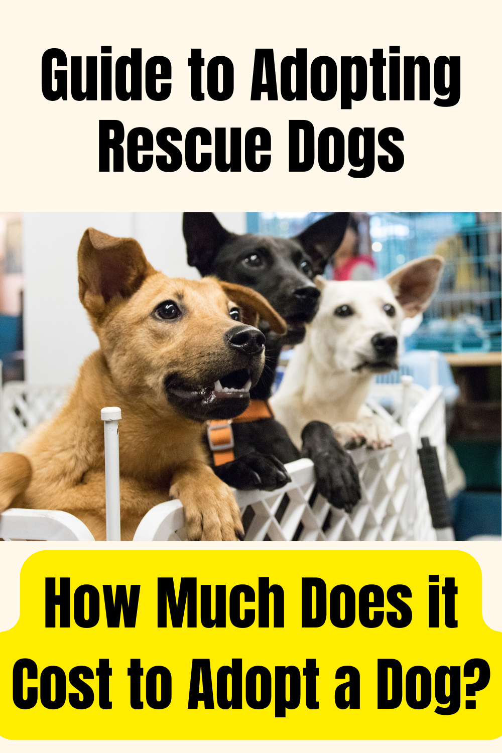 Basic Rescue Dog Adopting Rescue Dogs - How to Choose and Prepare