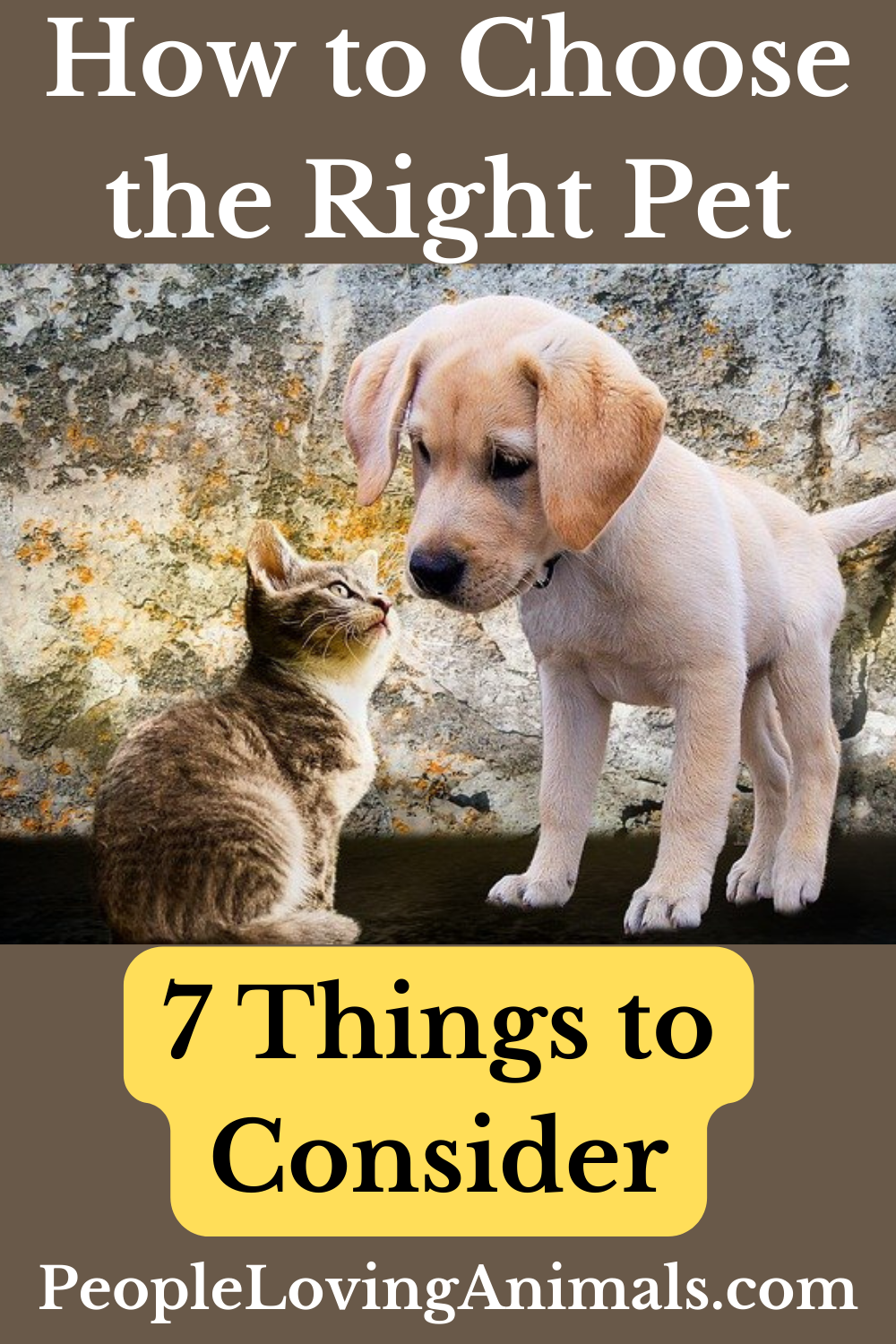 How to Choose the Right Pet - 7 Things to Consider