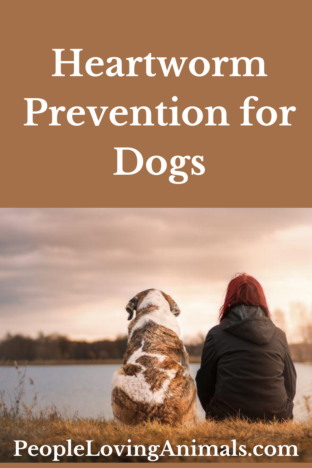 Heartworm Prevention for Dogs This is100 Preventable