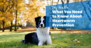Heartworm Prevention for Dogs