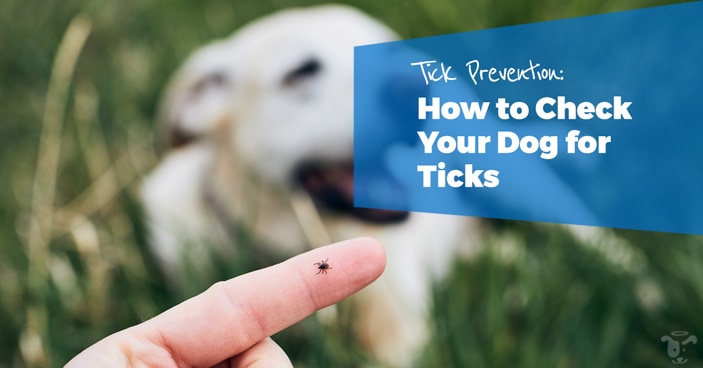 how to check your dog for ticks