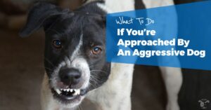 How to Deal with Aggressive Dogs