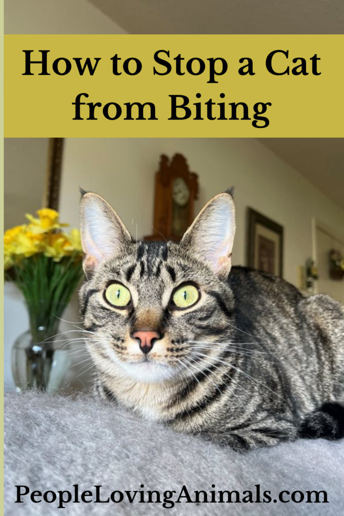 How to Stop a Cat from Biting 6 Reasons Why Cats Bite