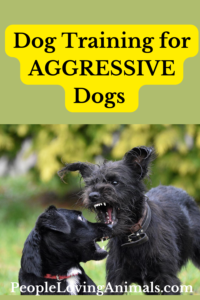 dog training aggressive dogs