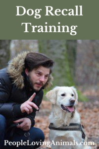 dog recall training