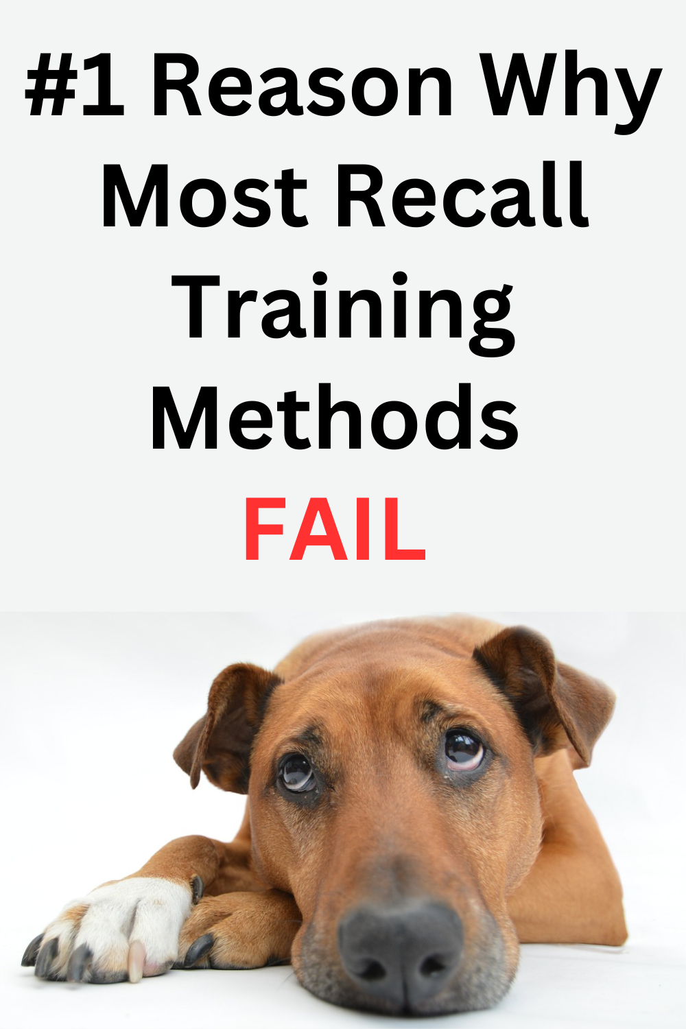 How to Stop a Dog from Eating Poop 6 Ways to Stop It