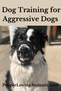 dog training for aggressive dogs