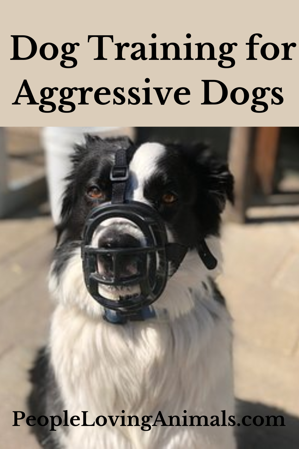 Dog Training for Aggressive Dogs The Dog Calming Code