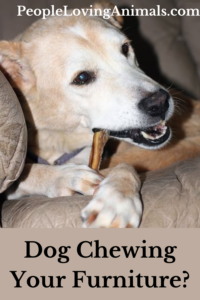 stop dog chewing furniture