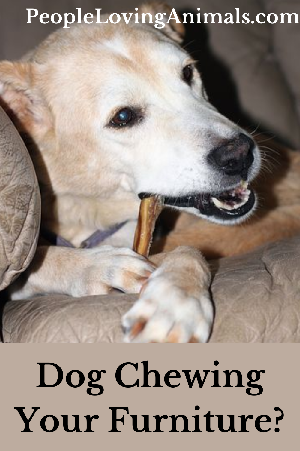 Stop Dog Chewing Furniture 6 Reasons Why and 4 Solutions