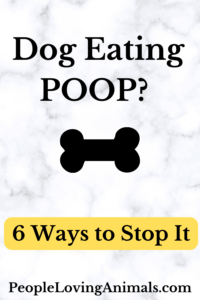 How to Stop a Dog from Eating Poop 