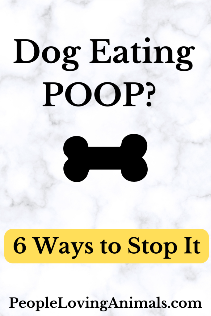 How to Stop a Dog from Eating Poop 6 Ways to Stop It