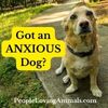 what is dog anxiety?