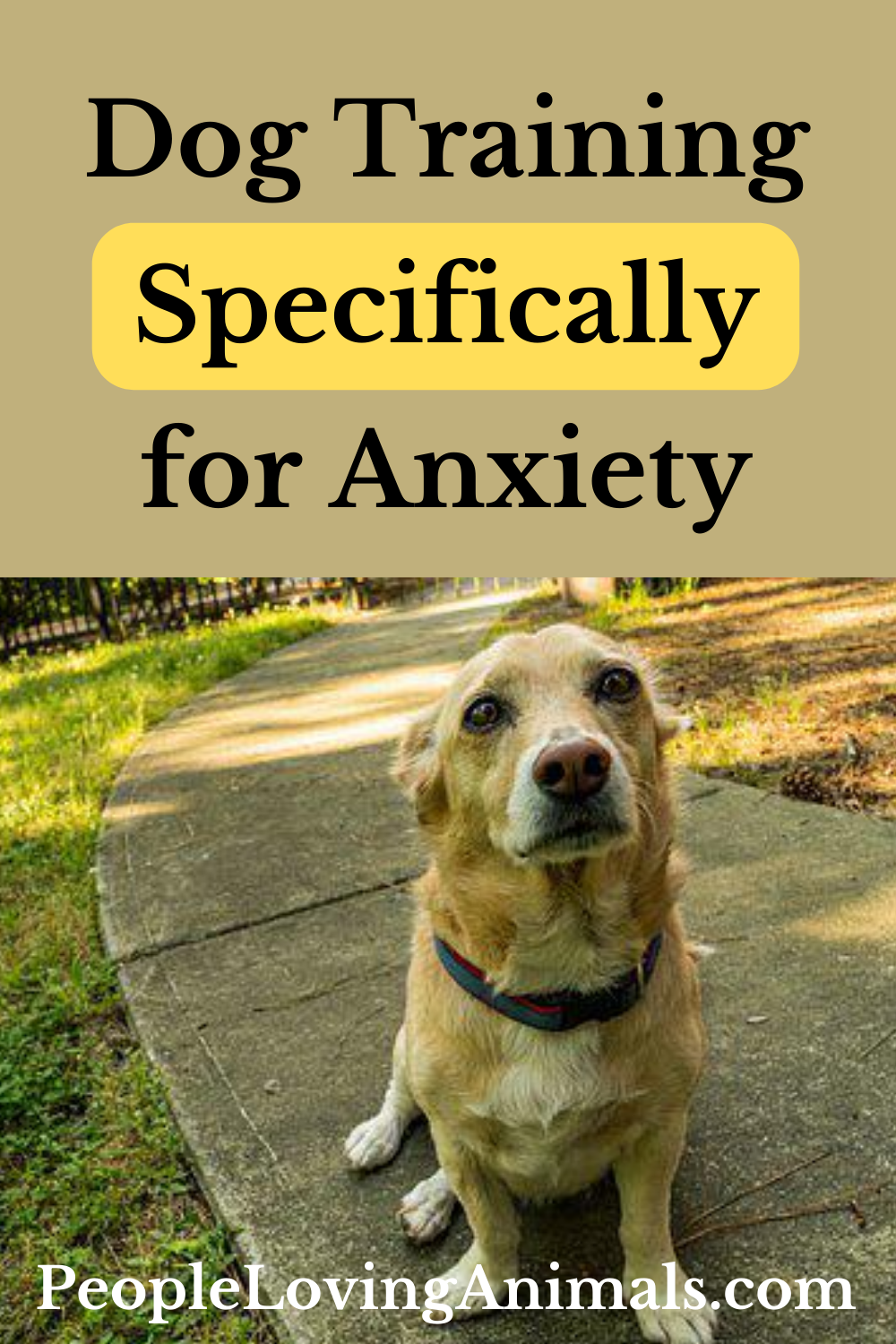 Dog Training for Anxiety - The Dog Calming Code