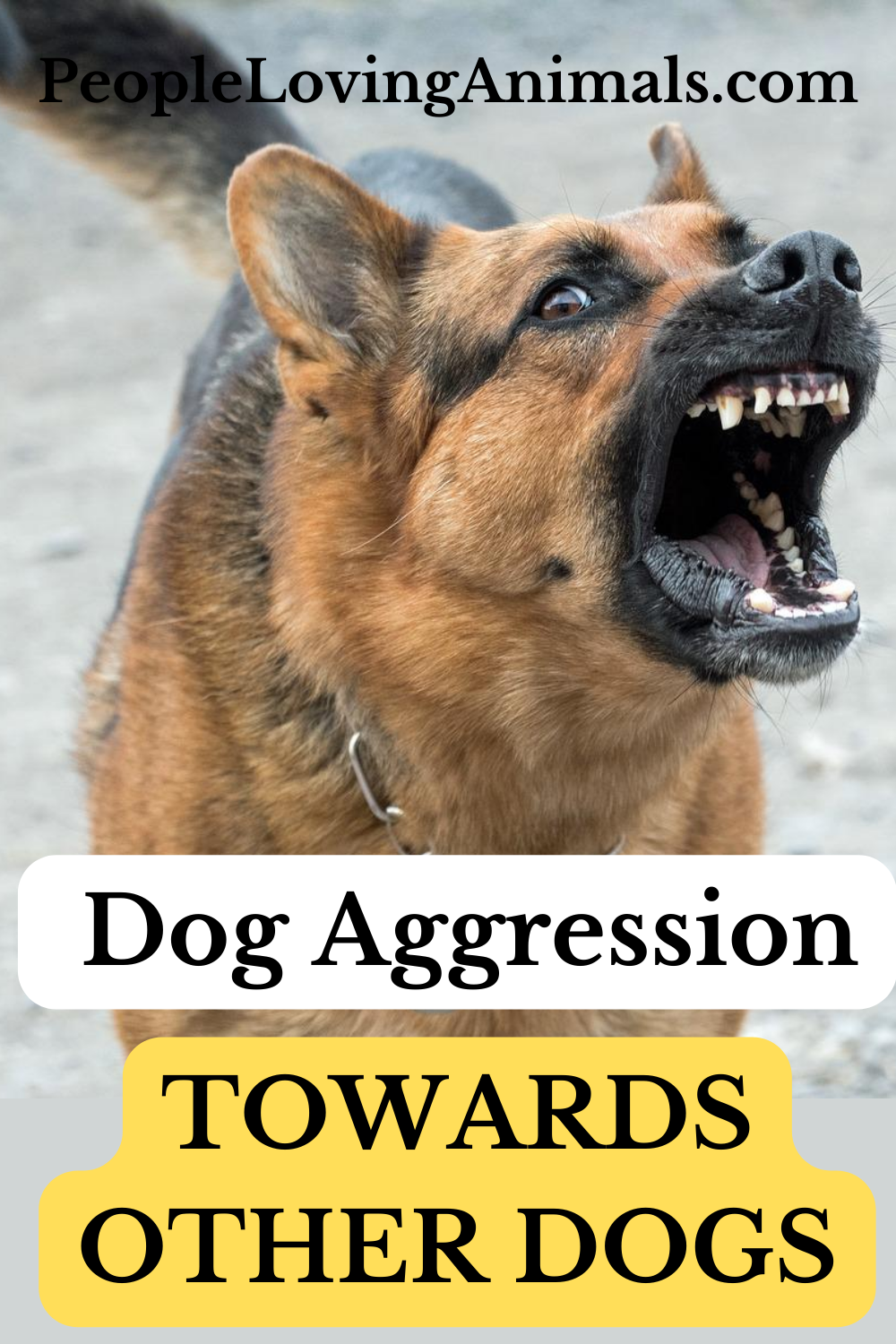 Dog Aggression Towards Other Dogs - The Dog Calming Code