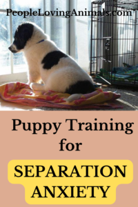 puppy training for separation anxiety