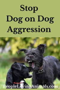 stop dog on dog aggression