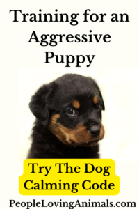 Training for Aggressive Puppy