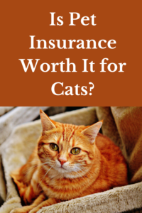 is pet insurance worth it for cats