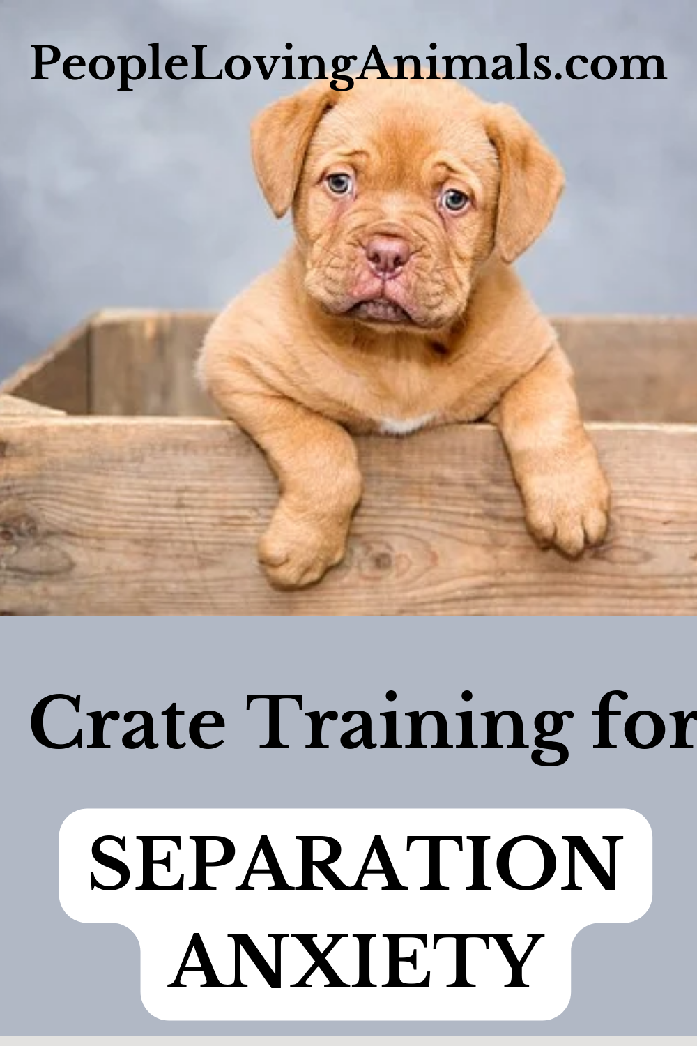 Crate Training for Separation Anxiety Tutorial & Training