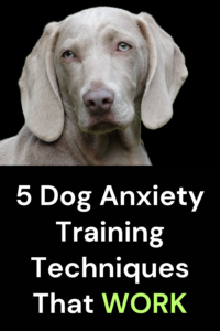 DOG TRAINING FOR ANXIETY