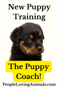 new puppy training
