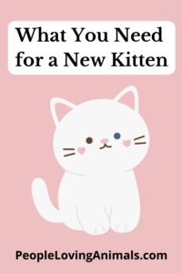 what do i need for a new kitten