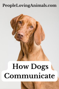 how dogs communicate