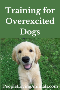training for overexcited dogs