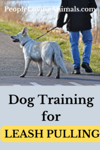 dog training for leash pulling
