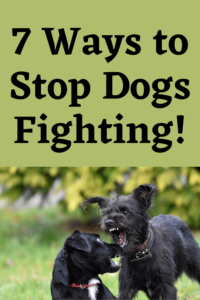 stop dogs fighting