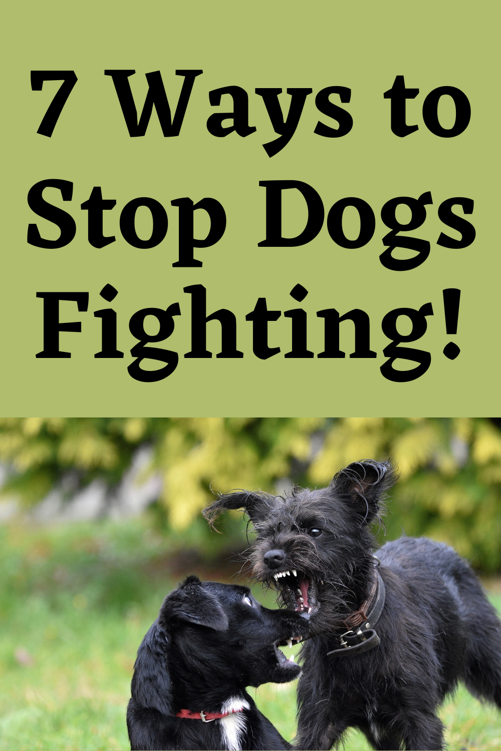 Stop Dogs Fighting 7 Ways to Stop It and How to Prevent It