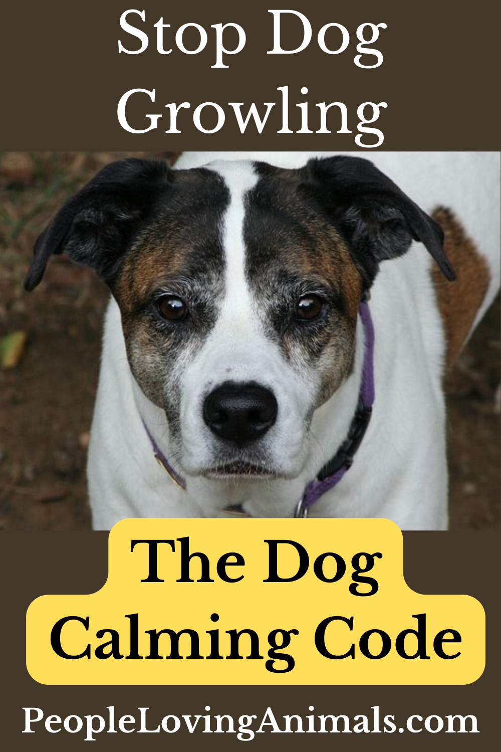 Training to Stop Dog Growling The Dog Calming Code