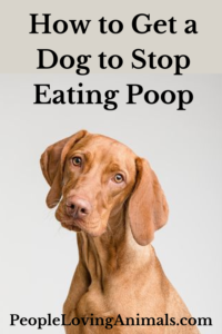 stop dogs eating poop