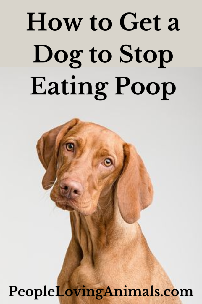 How to Get a Dog to Stop Eating Poop REAL Solutions!