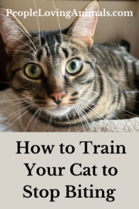 How to Train Your Cat to Stop Biting 