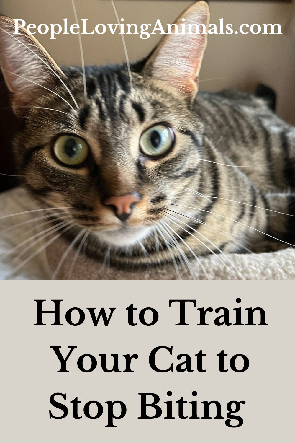 How to Train Your Cat to Stop Biting Why Cats Bite!