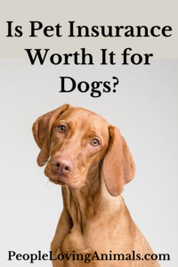 Is Pet Insurance Worth It for Dogs?