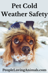 pet cold weather safety