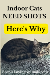 do indoor cats need shots?