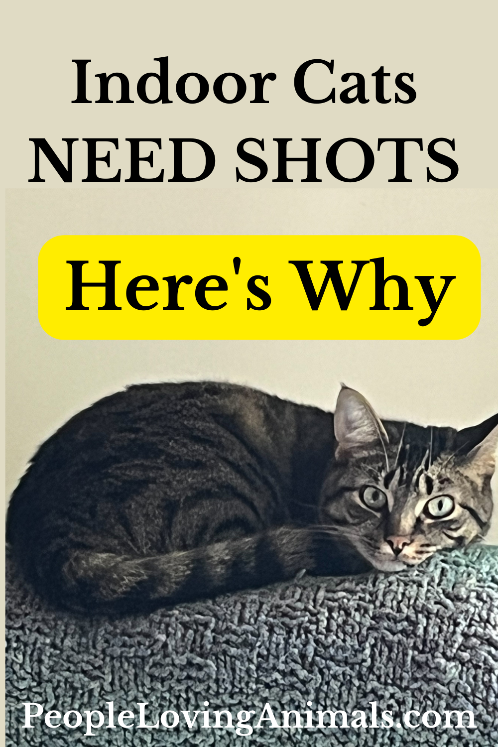 Do Indoor Cats Need Shots? What Medical Care Do They Need?