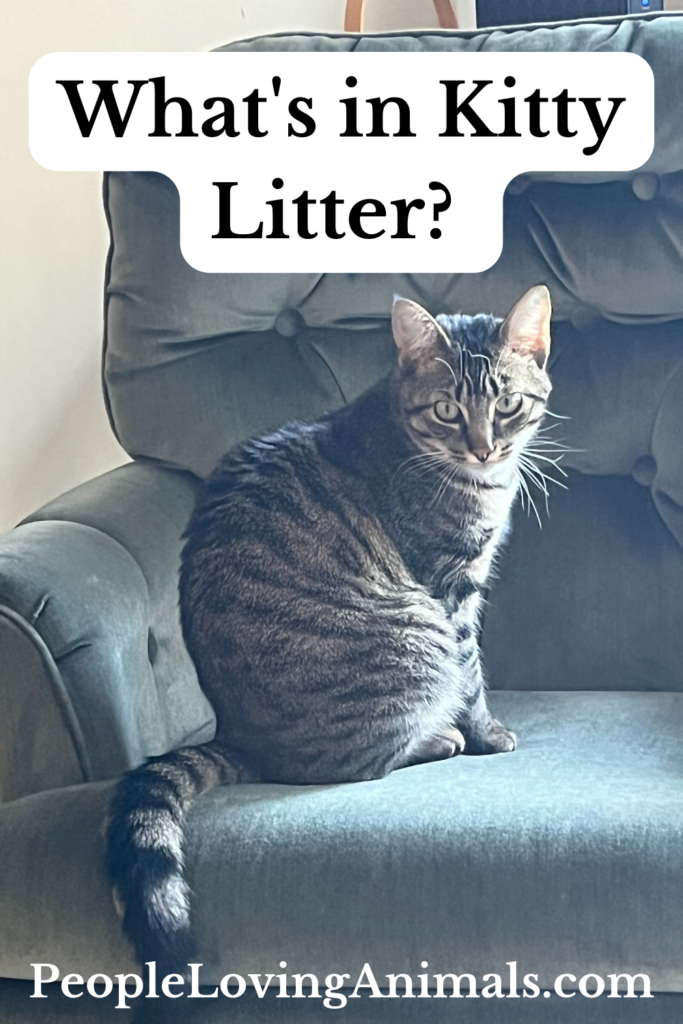 What is the Best Cat Litter? - Here's the SCOOP!