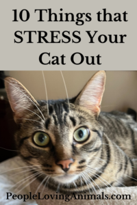 cat stress