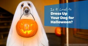 halloween dog costumes