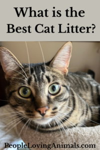 what is the best cat litter