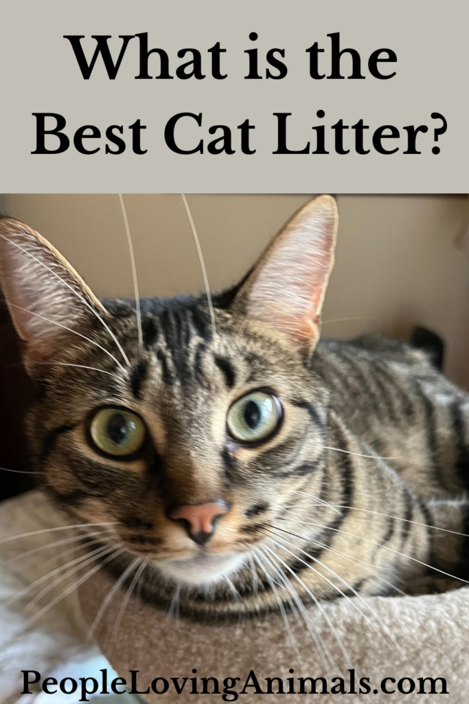 What is the Best Cat Litter? Here's the SCOOP!