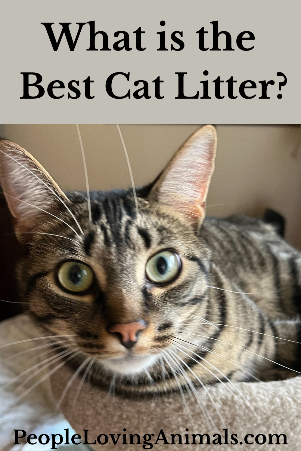 What is the Best Cat Litter? - Here's the SCOOP!